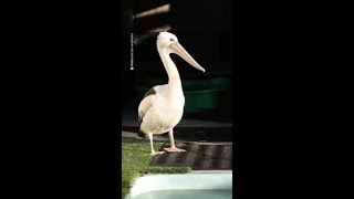 Young pelican rescued and returned to colony