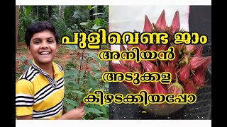 Roselle Jam Recipe | അനിയൻ ഫാദിലിന്റെ പാചക പരീക്ഷണം | പുളിവെണ്ട ജാം