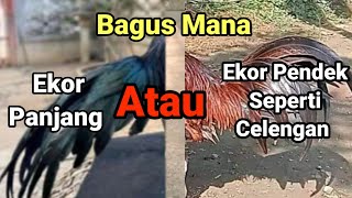 Bagus Ekor Panjang Atau Pendek??               Penjelasan Antara Ayam Ekor Panjang Dan Pendek