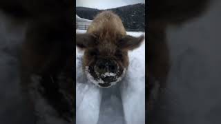 雪地里奔跑的小猪🐷艾特出最像它的人 撸猪 雪地里撒欢 神奇动物在抖音 憨憨日常