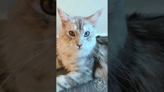 🥰 Are you a happy person? | Cute Maine Coon Cat