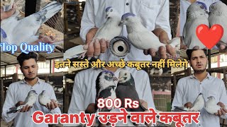 🤩 Kalpare, Kaldume, Kashani Doom, Allahabadi Mix Kabutar For Sale 800 Rs || गारंटी उड़ने वाले कबूतर