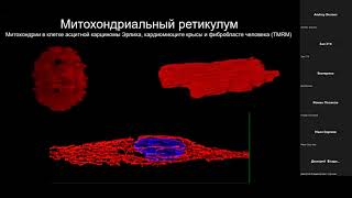 Бережнов А.В. Нарушения митохондриальной динамики при нейродегенерации