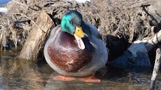 マガモ　カモ目カモ科マガモ属