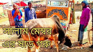 বরিশালের সবচেয়ে বড় গরুর হাট কমদামে গরু কিনতে এই হাটে আসতে পারেন।। খামার করার মত ভালো দেশি গরু।