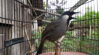 Masteran Burung POKSAY HONGKONG GACOR cocok untuk pancingan burung bahan