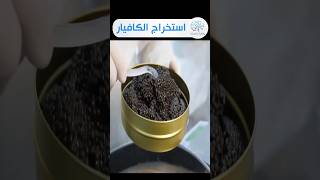 إستخراج الكافيار _ بيض سمك الحفش _ اغلى الاطعمة البحرية