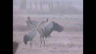 The Call of the Cranes: Crane dance and unison call