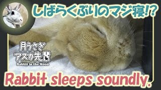 しばらくぶりのマジ寝！？【ウサギのだいだい 】　2016年9月25日