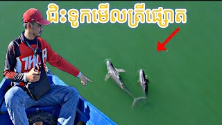 Boat ride to see dolphins- ជិះទូកមេីលត្រីផ្សោតនៅសហគមន៍នេសាទព្រែកត្នោត