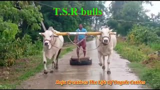 T.S.R new category bulls for .... 9618488541