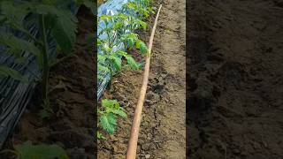 Tomato Farming #satisfying #shortsvideo