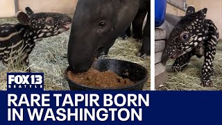 Rare, endangered Malayan tapir calf born at Point Defiance Zoo in WA