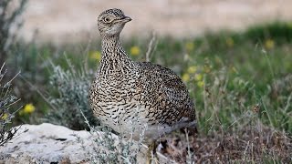 Little bustard (Tetrax tetrax) At Cyprus 3rd to 14th December 2013 - By George konstantinou