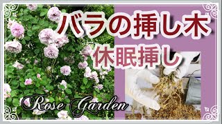 〚バラの挿し木〛冬の挿し木は超簡単！冬剪定の枝で休眠挿しをやってみよう