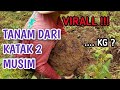 BONGKAR TANAMAN KATAK PORANG 2 MUSIM