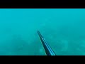 Spearfishing indonesia - kepulauan riau | anambas island #Short