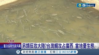 當地政府不重視生態問題! 台灣鯛又名吳郭魚 攻占廣西.威脅在地魚類的生態多樣性 成另類反攻大陸? │記者 連冠智 何正鳳│【LIVE大現場】20231030│三立新聞台