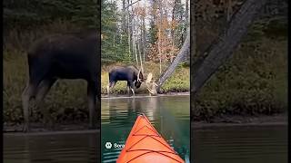 Moose vs. Deer clashing heads in unreal footage #viral #algonquin #moose #fyp #nature