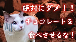 【猫の不思議】バレンタインでも猫にチョコは与えちゃダメ！ちーのの告白【おしゃべりする猫】Don't give chocolate to cats even on Valentine's Day!