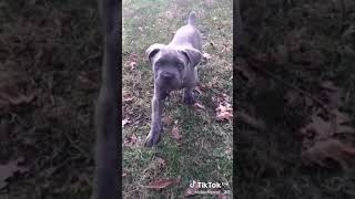 cane corso havalısın 😎  yine