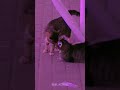 cat aesthetic video 💜✨