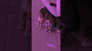 Cat aesthetic video 💜✨