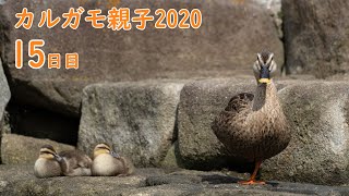 カルガモ親子2020(第01回)  減っちゃった 第1世代15日目