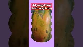 ಸಾವಯವ ಪಪ್ಪಾಯ ಹಣ್ಣು# papaya fruit #kannada short