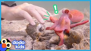 Egbert The Friendly Octopus Has A Surprise Best Friend | Animal s For Kids | Dod