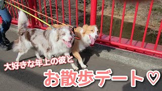 【ボーダーコリー】自然いっぱいの公園ではしゃぐボーダーコリーたち