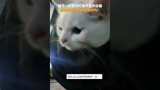 你敢信吗，流浪猫也会羡慕家猫 #搞笑 #animals #pets #cute #猫咪 #萌寵 #funny #寵物 #cat #喵星人 #流浪猫