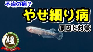 メダカの痩せ細り病の原因と対策と治療方法【媛めだか/メダカの病気/やせ細り病】