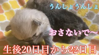 【ポメラニアン】ふうかちゃんの赤ちゃんの生後20日目から22日目【出産・子育て】