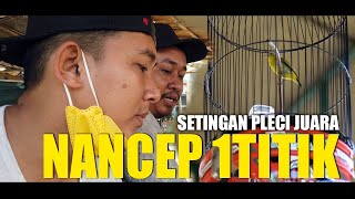 SETINGAN JUARA PLECI NANCEP 1 TITIK