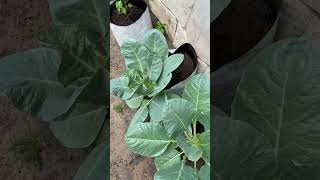 വരൂ നമ്മുടെ കൃഷി നോക്കം 🍃#support #gardening #youtube #like #farming# #garden#like