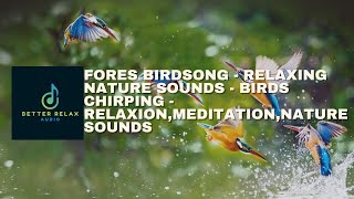 Forest Birdsong - Relaxing Nature Sounds - Birds Chirping -  Relaxation, Meditation, Nature Sounds
