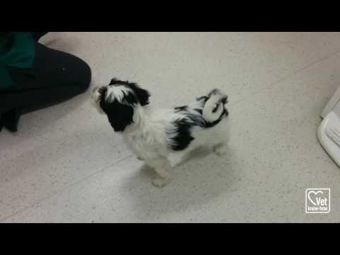 Puppy Training Video with Radley Puppy Training Video with Radley