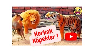 KOMİK KORKAK KÖPEKLER 1 Komik Videolar -Funny and Fun Dog Jokes