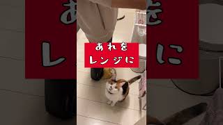 さっきこたつからでてきた猫　 #三毛猫　 #cat　 #猫　 #猫のいる暮らし　＃かわいい　＃shorts　＃猫ごはん　＃猫伸び