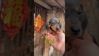 跑的超快，捕鼠小能手腊肠犬，你喜欢吗？