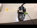 【カシャブン】大量のおもちゃ、カシャブンで大騒ぎしてしまう猫がかわいい【猫 かわいい】