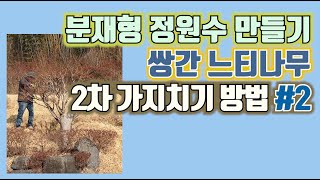 쌍간 느티나무 분재형 정원수 만들기, 2차 가지치기 방법 #2(2022년 1월)