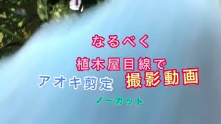 なるべく植木屋目線で剪定動画