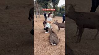 Tourists’ Priceless Reactions to Nara Park’s Unexpected Surprises!