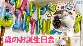 【チンチラ】大きなバースデーバルーンと大きな松ぼっくりで1歳のお誕生日をお祝いしました