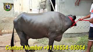 One Buffalo For Sale, ਇੱਕ ਮੱਝ ਵਿਕਾਊ