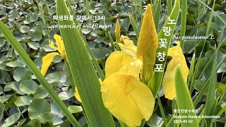 노랑꽃창포 Iris pseudacorus 야생화를 찾아서(134) in search of wildflowers 한밭수목원 Hanbat Arboretum