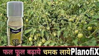 Planofix | टमाटर की फसल में planofix कब और क्यों इस्तेमाल करे | Bayer planofix PGR | Praveen Thakur