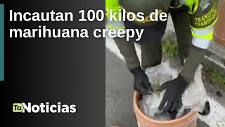 Incautan 100 kilos de marihuana creepy - Teleantioquia Noticias